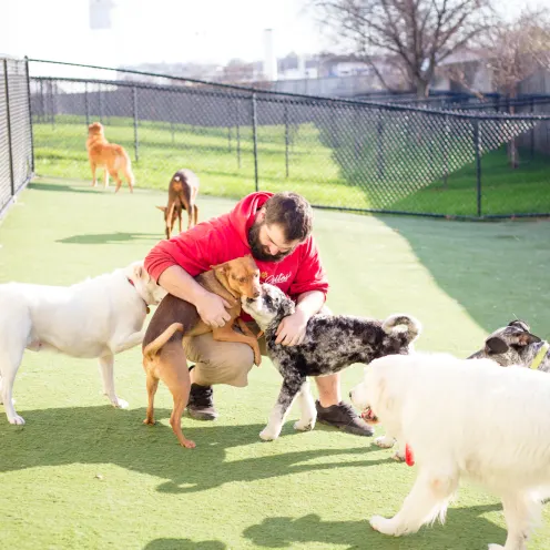 Man petting dog during dog boarding at Elite SUites Pet Resort Southlake